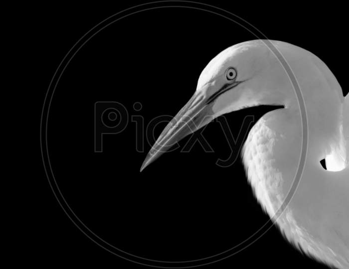 Beautiful White Great Egret Face In The Black Background