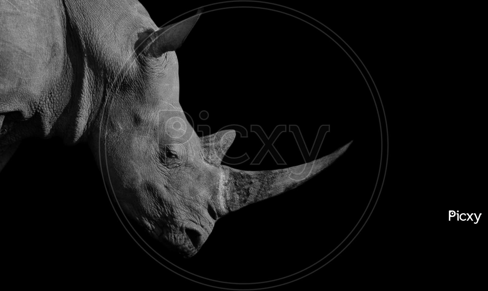 Dangerous Big Horn Rhino In The Black Background