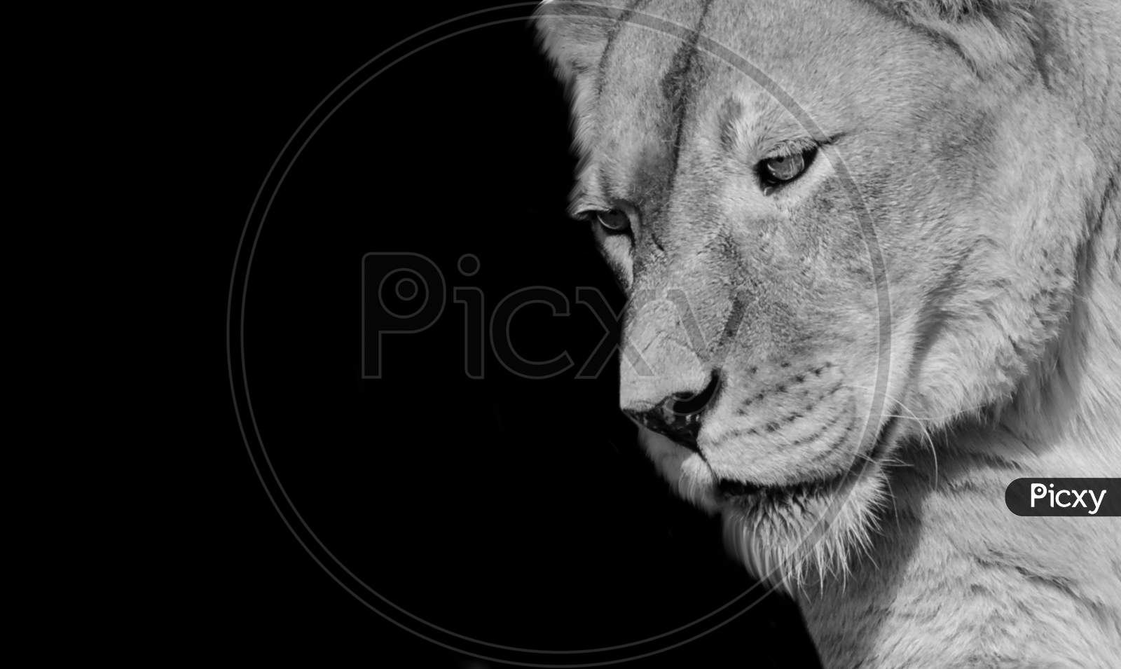 Black And White Beautiful Female Lion Closeup Face In The Black Background