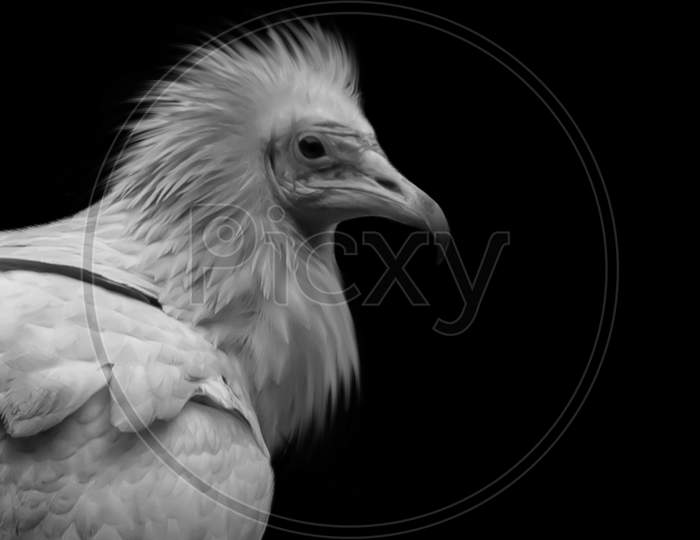 Dangerous Egyptian Vulture Closeup On The Black Background