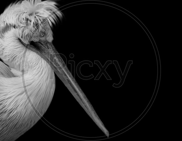 Beautiful Long Hair Pelican Face In The Black Background