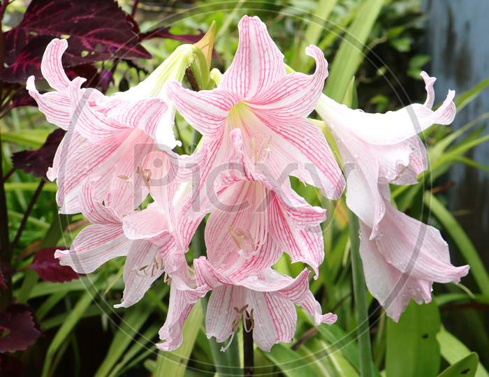 light pink jersey lily plant flowers blooming