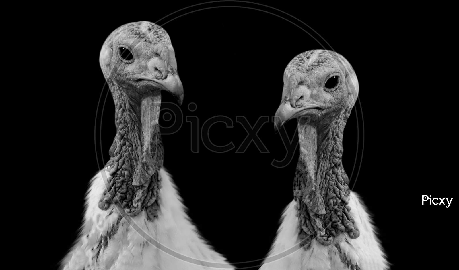 Two Dangerous Black And White Turkeys Birds Closeup Face