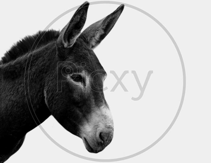 Black Donkey Closeup Face In The White Background