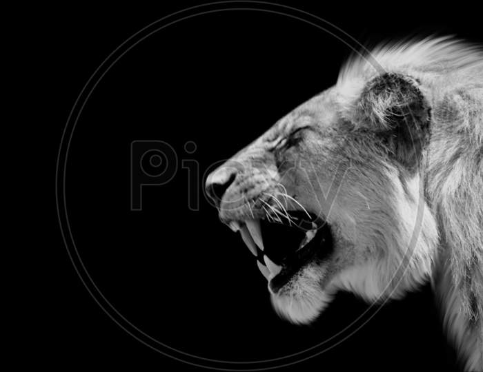 Dangerous Angry Lion Roaring In The Black Background