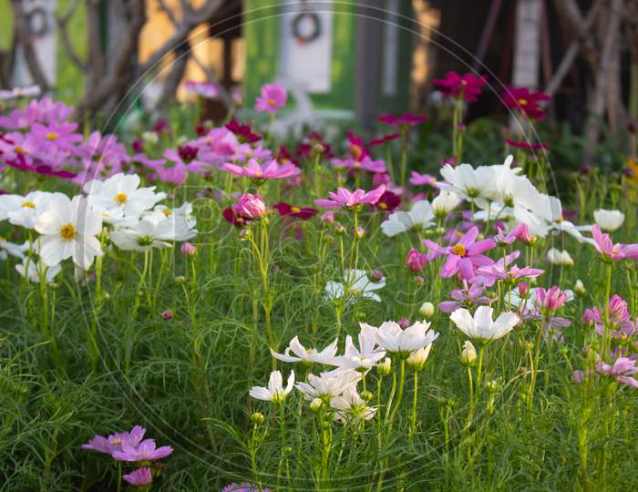 Cosmos Bipinnatus Blossoming In Spring With Vibrant Colour