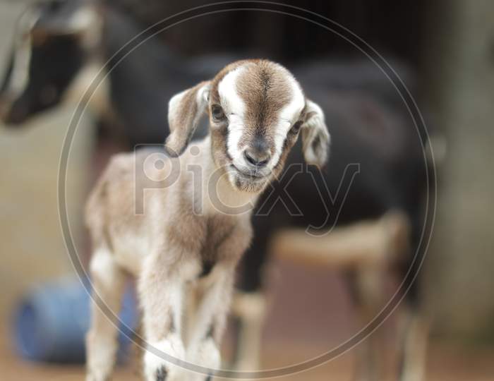 Goat kid plying Hd image