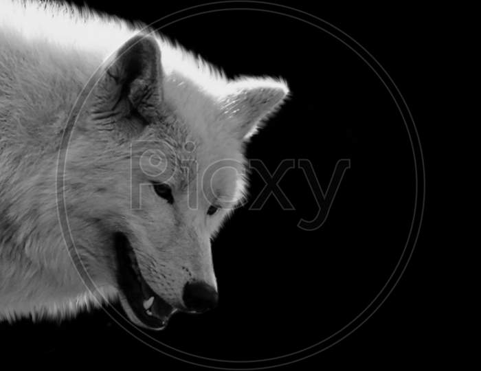 Angry White Wolf Closeup Face