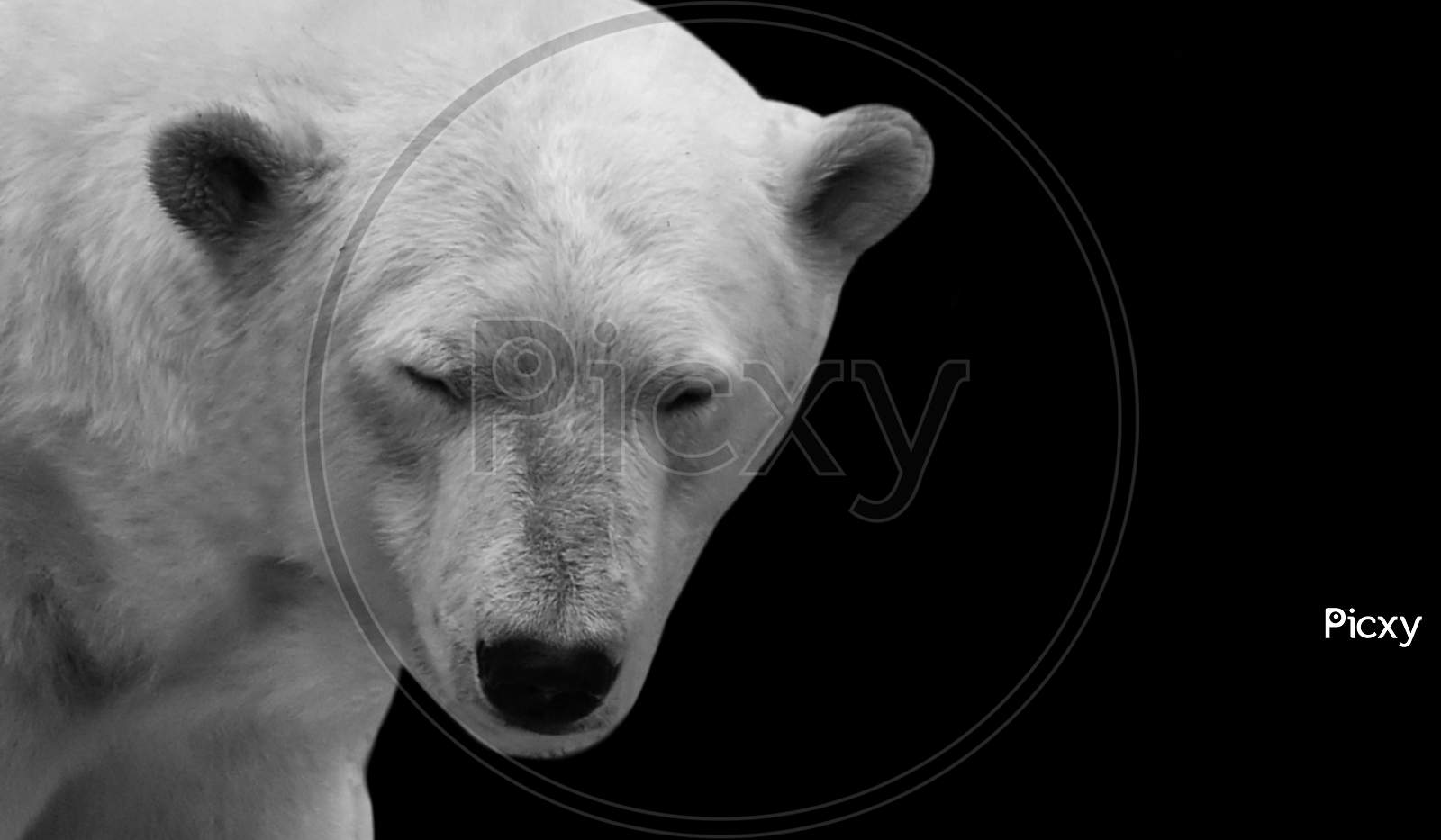 White Portrait Polar Bear Closeup Face