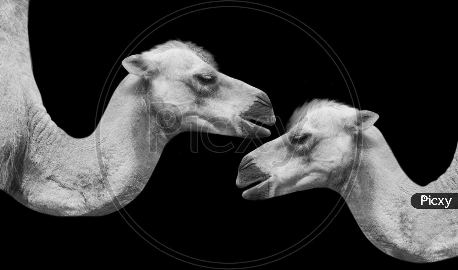 Camel black clearance background