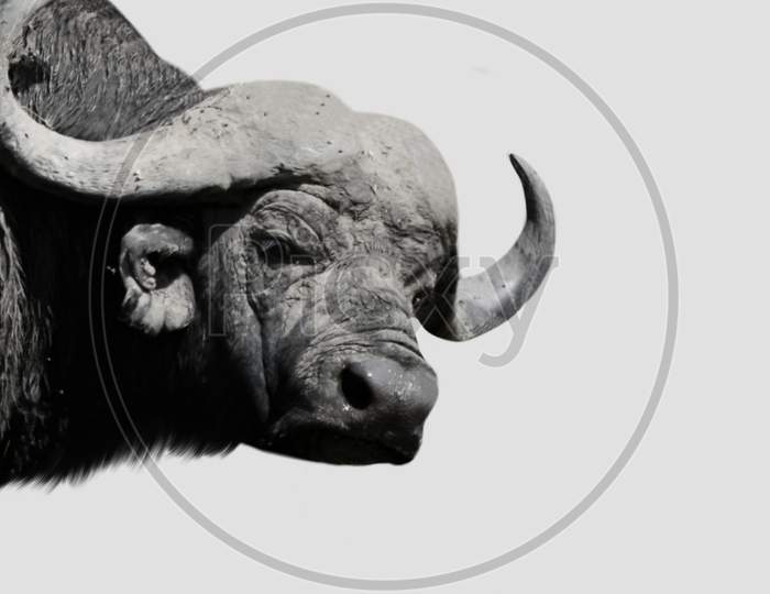 Angry Black Buffalo Closeup Face In The White Background