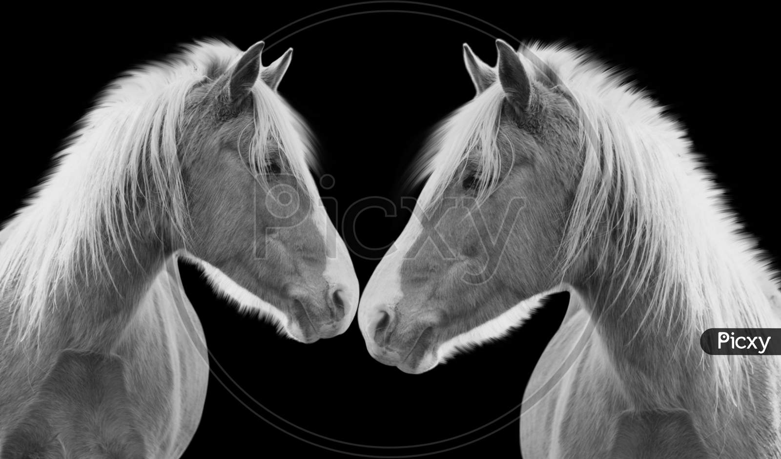 Two Couple Horse With Big Hair In The Dark Black Background