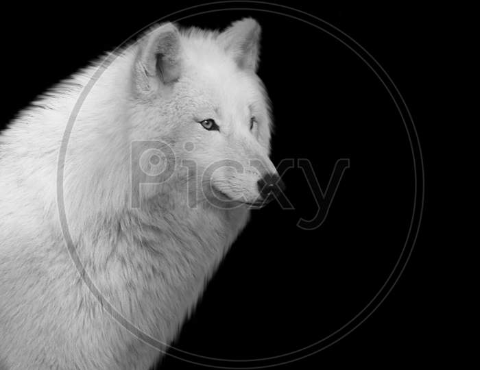 Amazing White Wolf Closeup Face In The Black Background