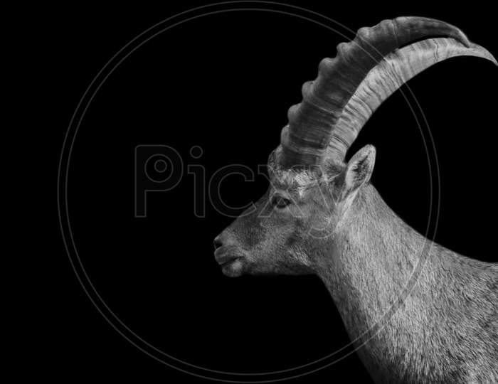 Black And White Big Horn Ibex In The Black Background
