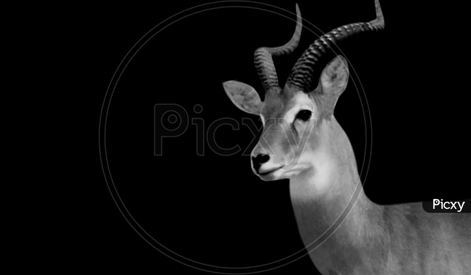 Big Horn Impala Closeup Face In The Black Background