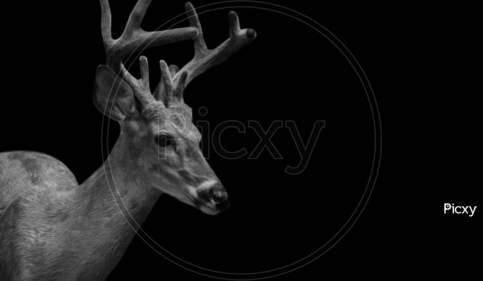 Cute Portrait Deer With Long Antlers In The Dark Black Background