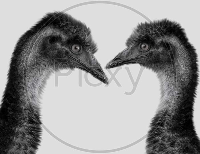 Two Cute Emu Birds Close Together In The White Background