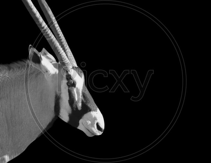 Long Horn Gemsbok Closeup Face In The Black Background