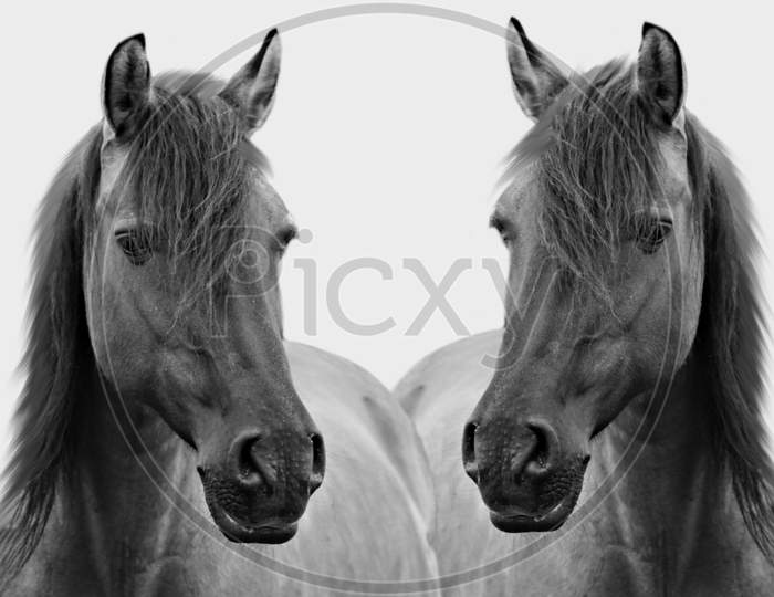 Two Couple Black Horse Closeup Face In The White Background