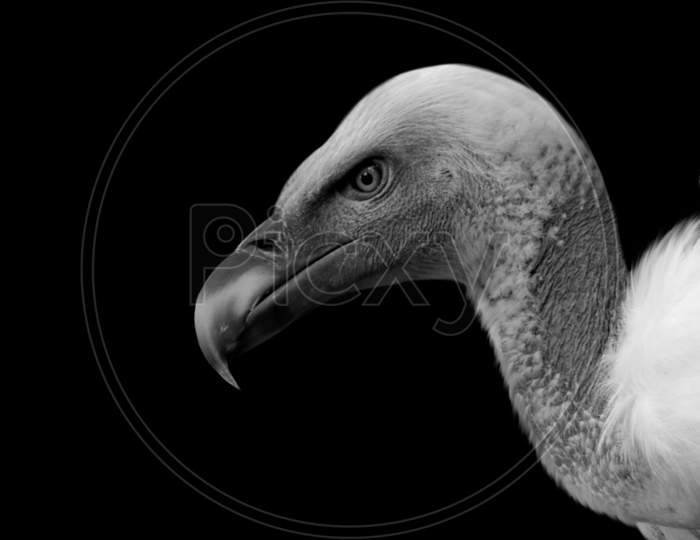 Black And White Dangerous Vulture Closeup Face In The Black Background