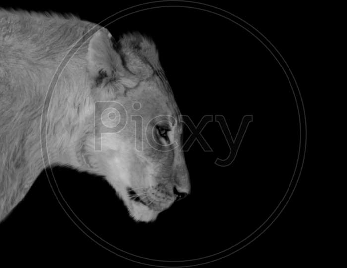 Sad Black And White Lion In The Black Background