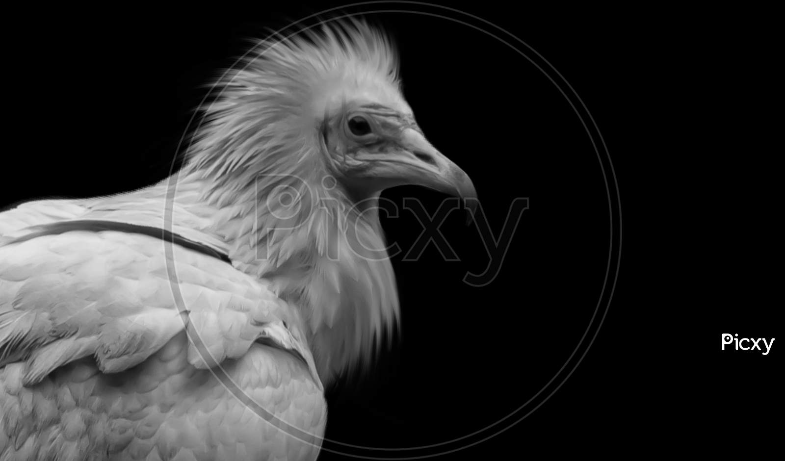 Dangerous Egyptian Vulture Closeup On The Black Background