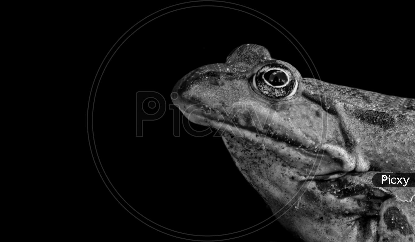 Frog Looking Up And Closeup Face In The Black Background