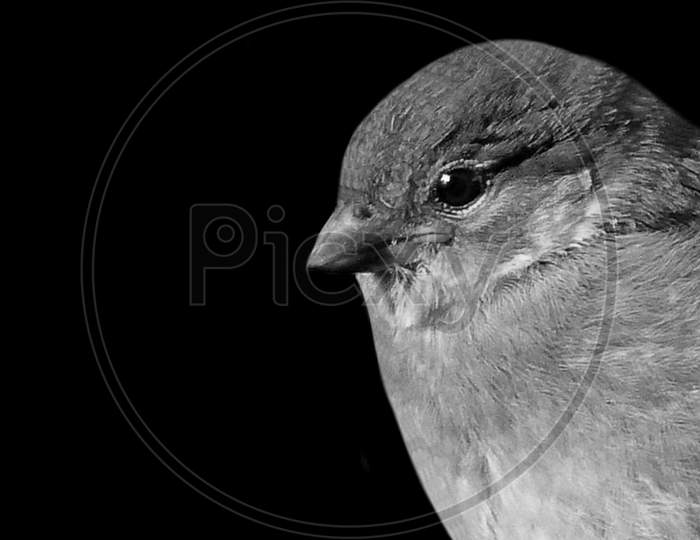 Cute Little Sparrow Closeup Face In The Black Background