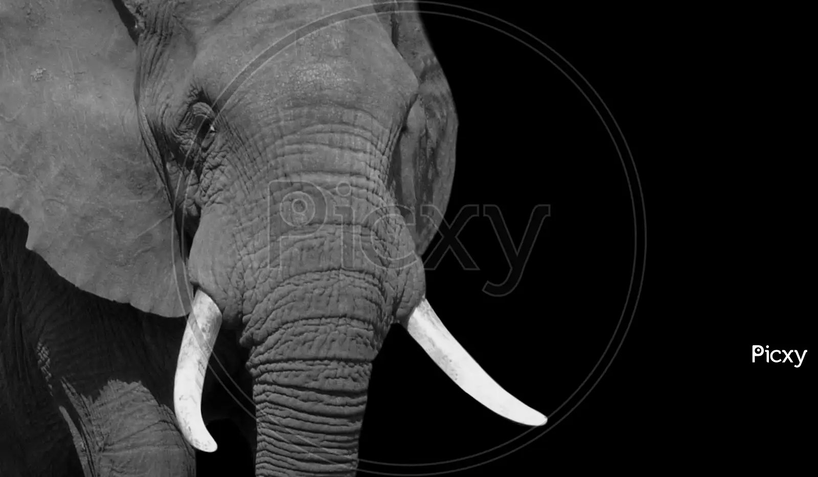 elephant face black and white