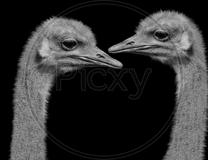Two Ostrich Head Closeup Face On The Black Background