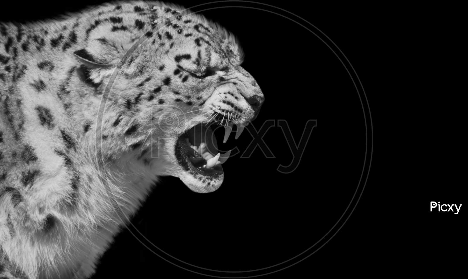 Angry Cheetah Roaring Face In The Black Background