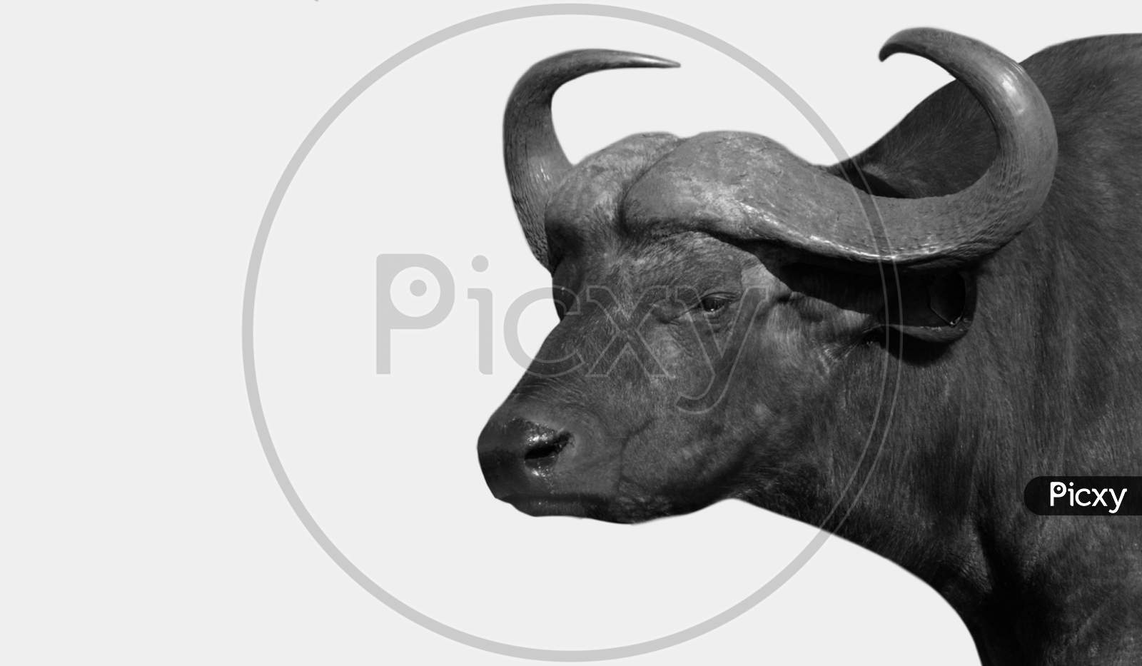 Image of Black And White Buffalo Face In The Black Background