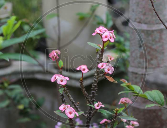 Pink Euphorbia Milii Flower Blooming in the garden