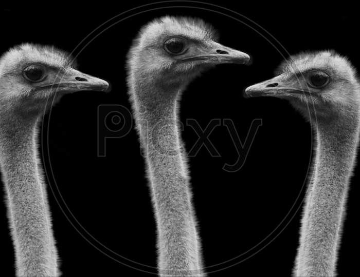 Black And White Three Long Neck Ostrich Face