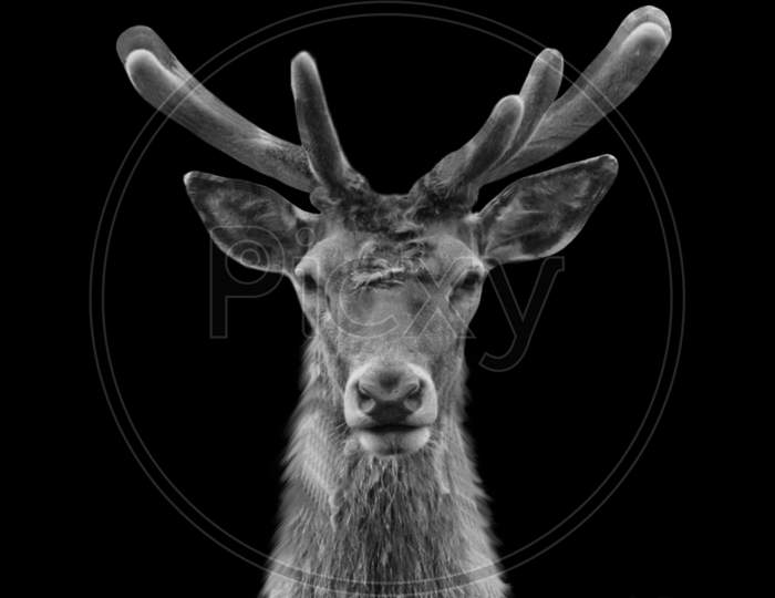 Black And White Portrait Deer In The Black Background