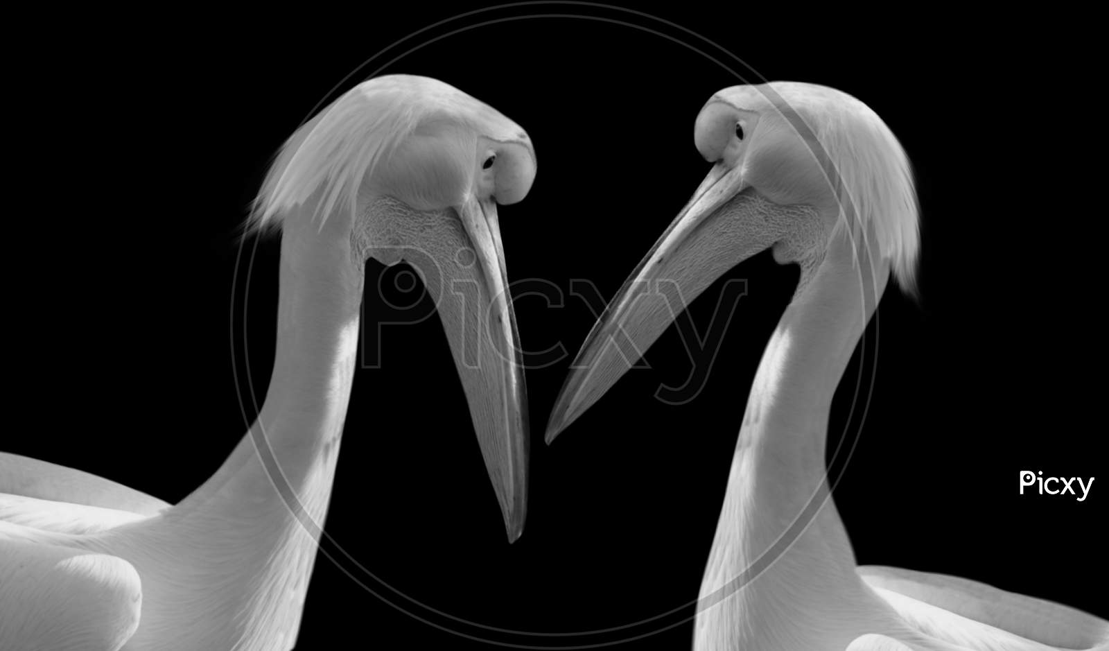 Two Beautiful White Pelican In The Black Background