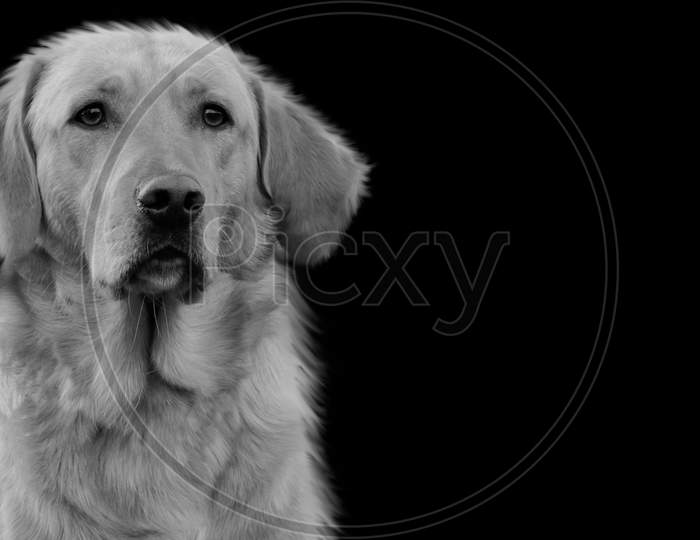 Black And White Cute Happy Dog Closeup Face In The Black Background