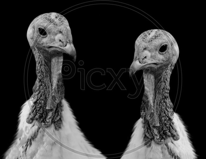 Two Dangerous Black And White Turkeys Birds Closeup Face