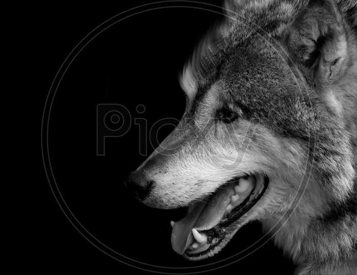 Black And White Eurasian Wolf In The Black Background