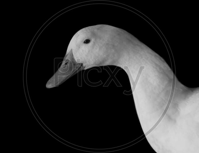 Cute White Duck Closeup Face In The Black Background