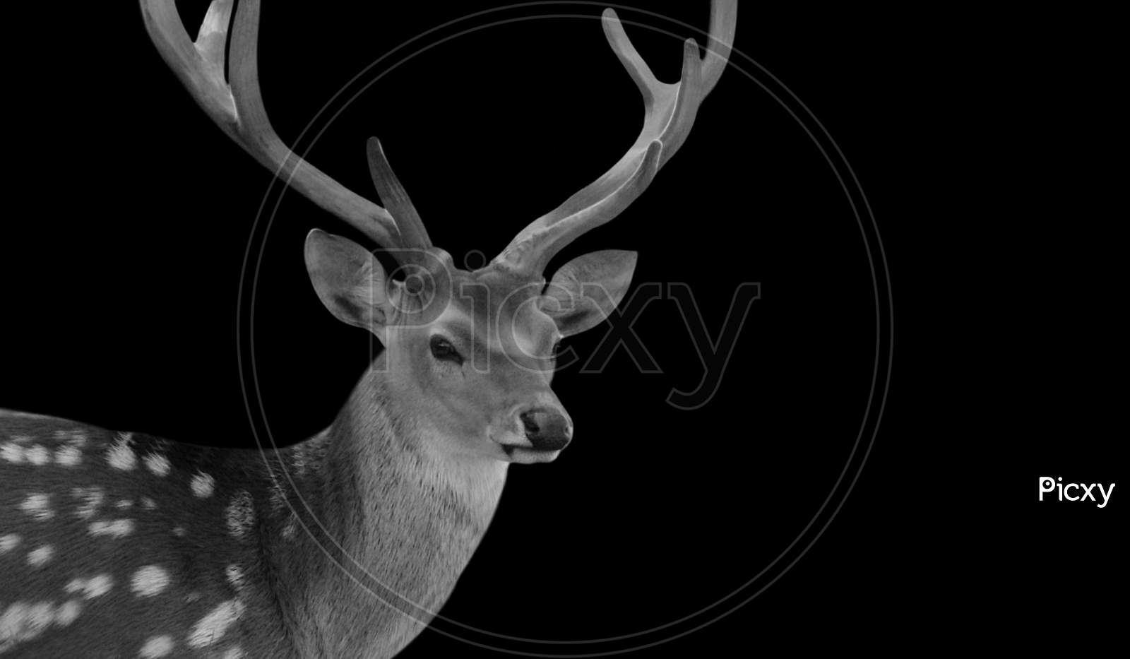 Black And White Beautiful Deer With Big Antlers In The Black Background