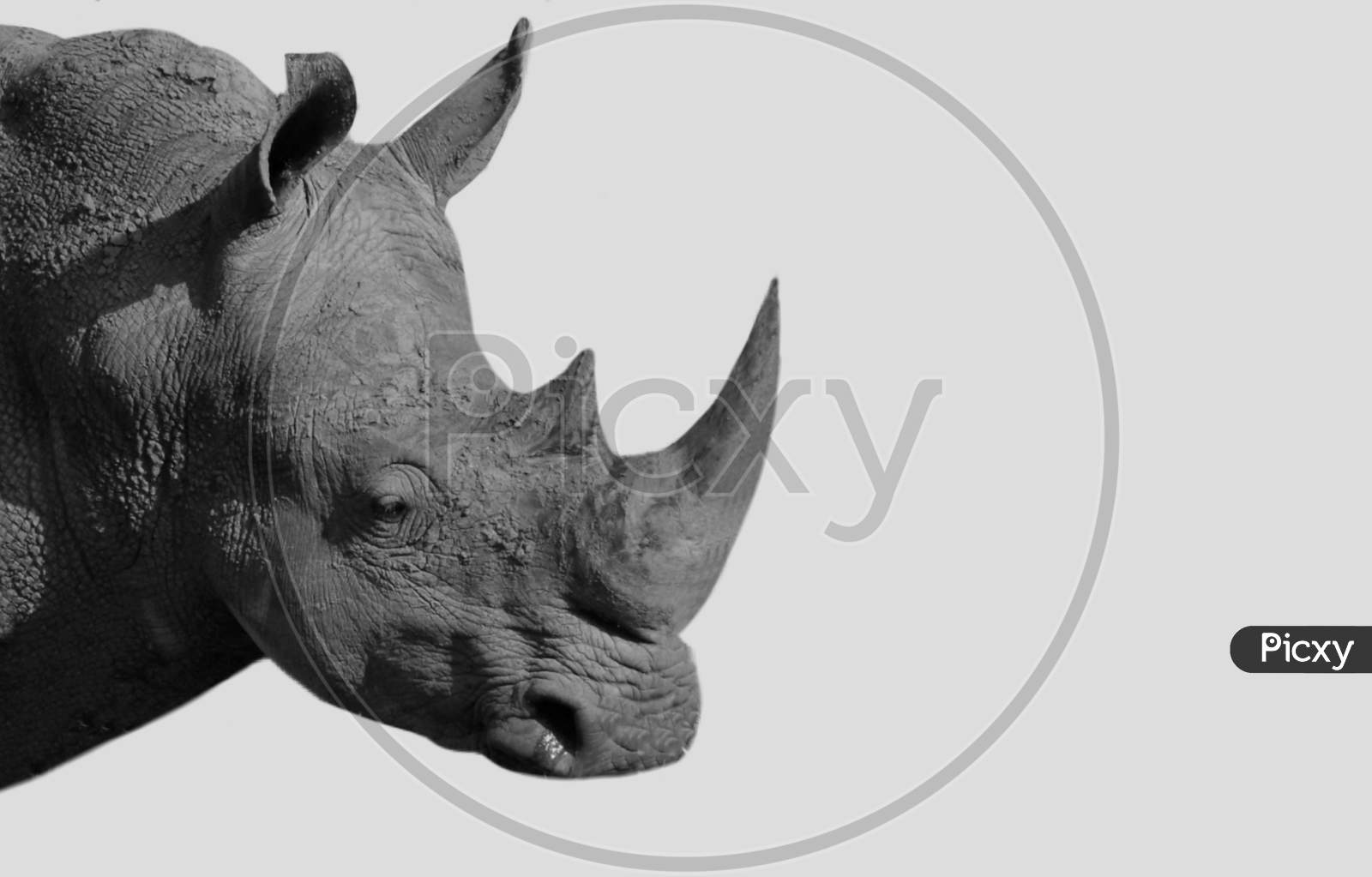 Big Horn Rhinoceros Closeup Face In The White Background