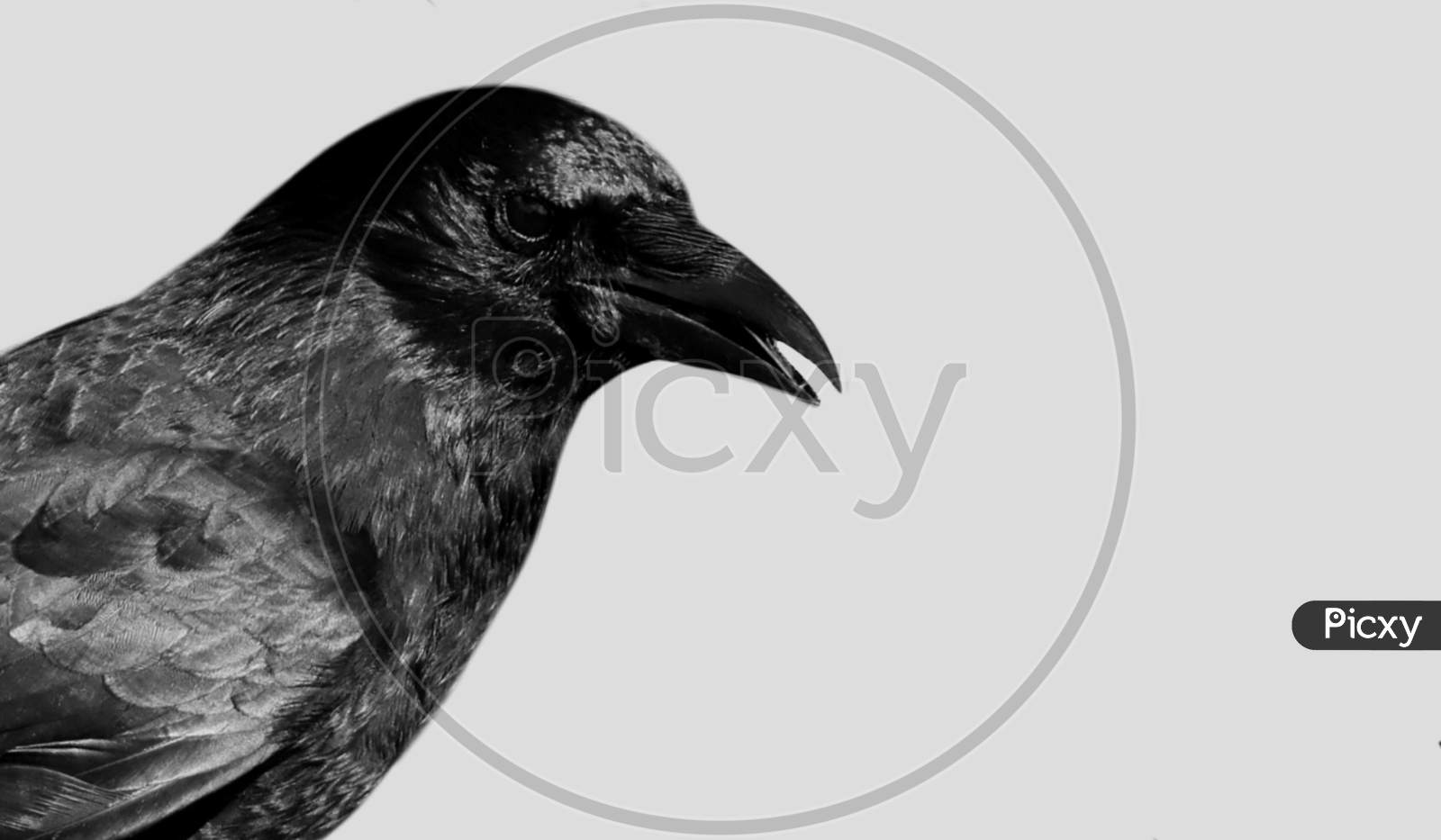 Black Crow Face In The White Background