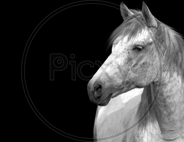 Beautiful White Portrait Horse Closeup Face In The Black Background