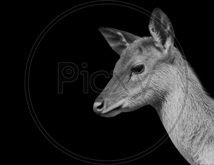 Cute Portrait Deer In The Black Background