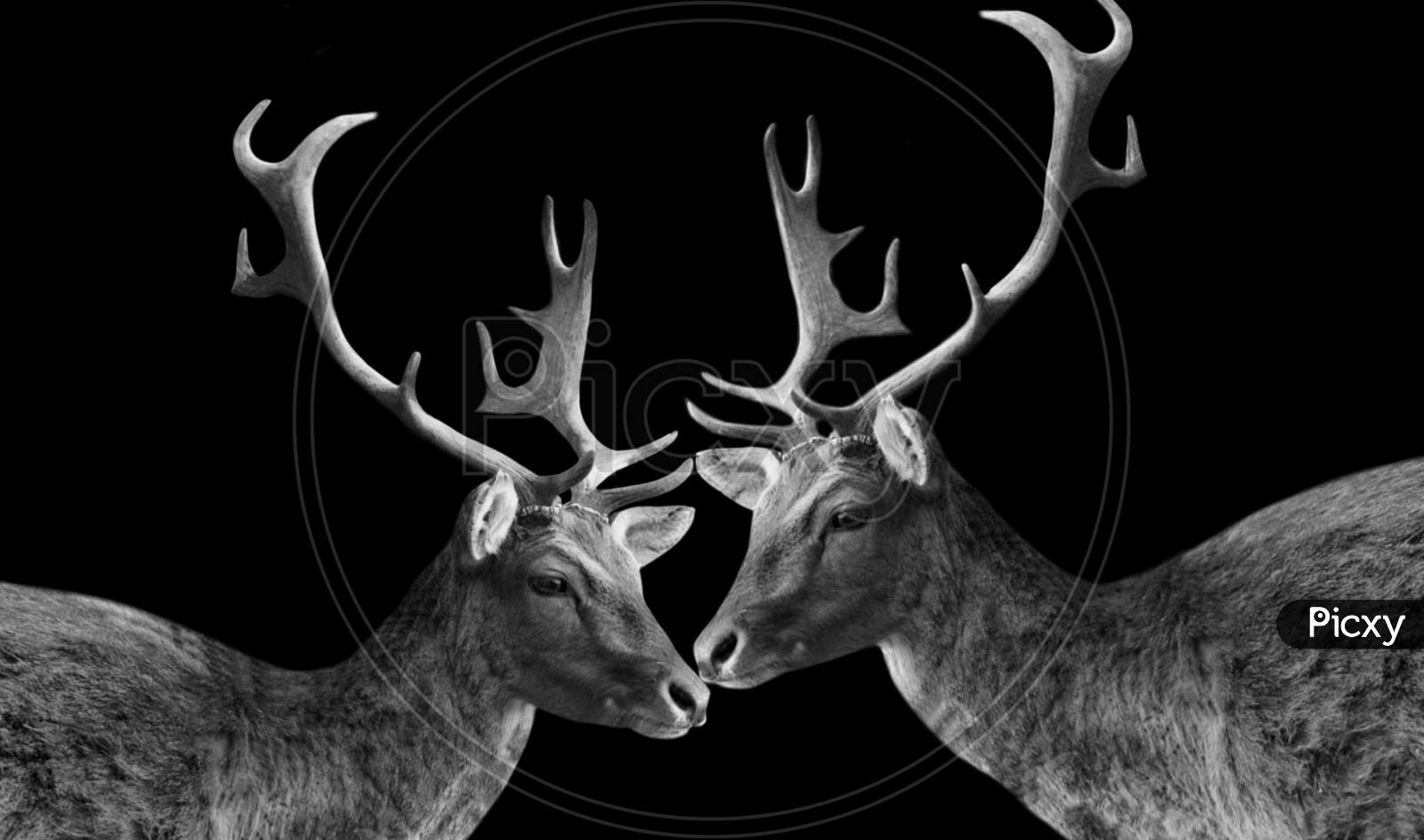 Two Deers With Big Antlers In The Black Background