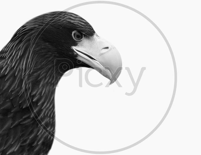 Amazing Black And White Eagle Closeup Face