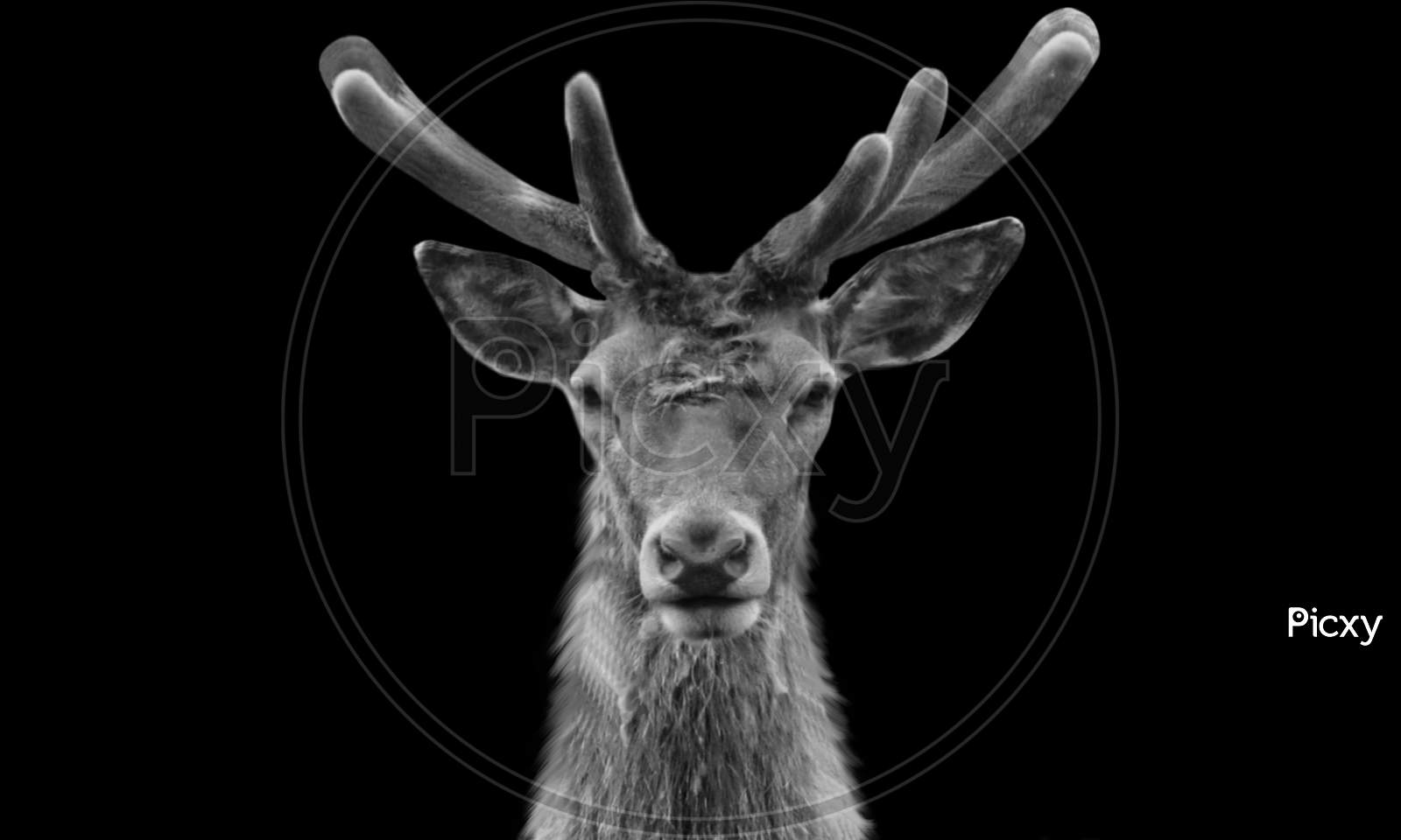 Black And White Portrait Deer In The Black Background