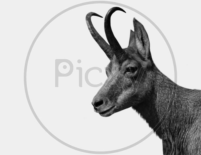 Cute Chamois Goat Closeup In The White Background