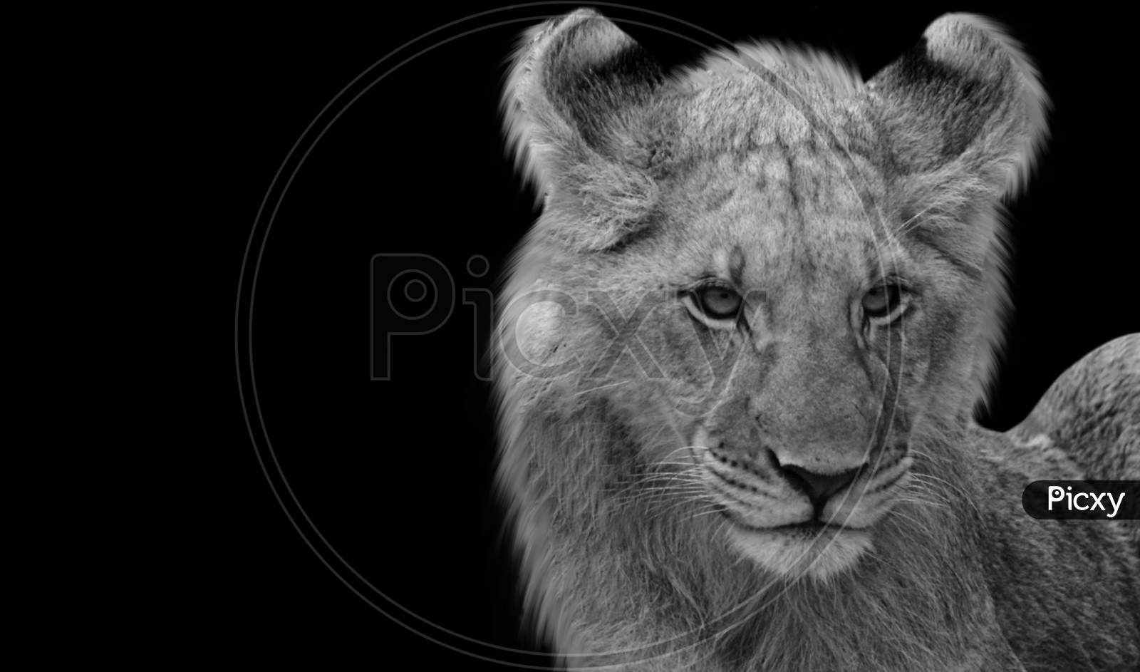 Black And White Cute Lion Baby Cub Face In The Black Background